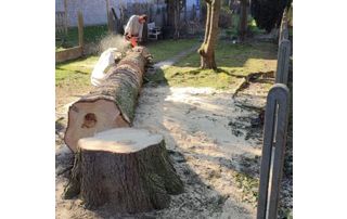 abattage d'un arbre