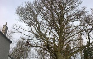 taille arbre dangereux