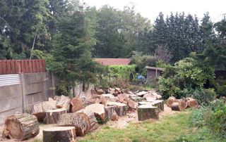 jardin avec souches après abattage