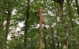 élagage arbre en hauteur
