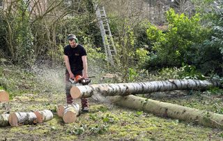 abattage d'un arbre au pied