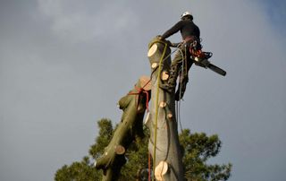 abattage arbre par démontage