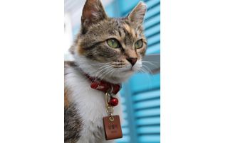 Chat avec collier nominatif