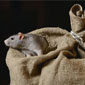Rat sur un sac de jute