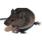 Rat sur un sac de jute