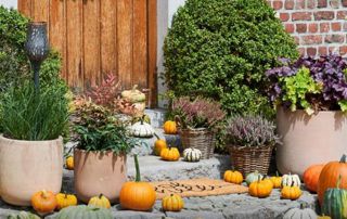 plantes et déco Halloween 