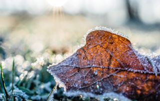 feuille morte gelée