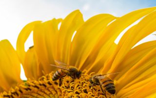 fleurs abeilles