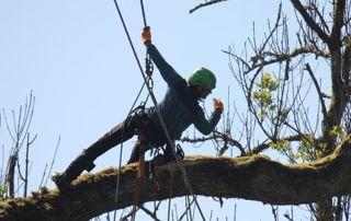 Élagueur dans un arbre