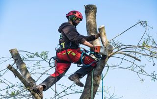 élagueur au sommet d'un arbre