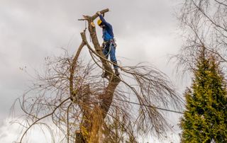 branches hautes d'un arbre