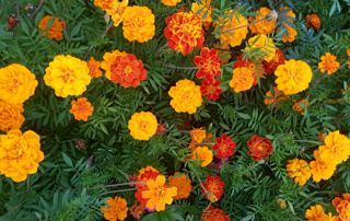 parterre de fleurs