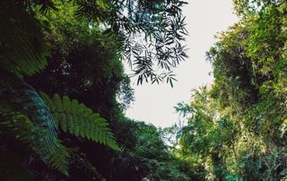 jardin arbre