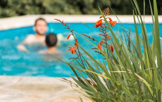 Plante avec deux personnes dans une piscine en arrière-plan