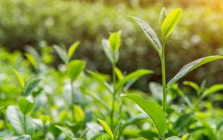plantes vertes