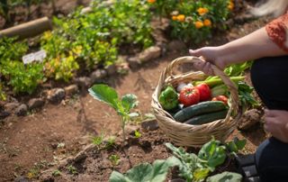 Panier de légumes dans un potager