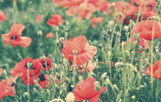 champs de coquelicots