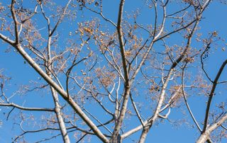 branches hautes d'un arbre